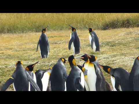 Feuerland und die Königspinguine, März 2015