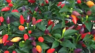 preview picture of video 'NuMex Twilight chillies'