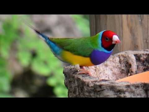 download lagu mp3 mp4 Diamante Gold, download lagu Diamante Gold gratis, unduh video klip Diamante Gold