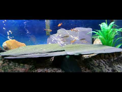 Compilation video # 2 of 13 new fish into 20-gal tank 02/12/26.