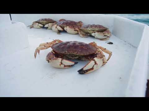 Youtube Video Still for U.S. Jonah Crab: A New Taste for International Markets