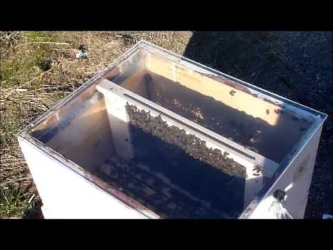 BEVEC - Bee Venom Collector