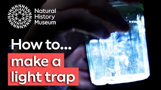 How to make a light trap to collect insects