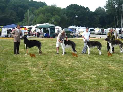 Jahresausstellung Borsois Gruna 09 Jugendklasse Rüden