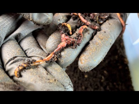Breeder Bins - Not Just For Increasing Cocoon Production - It’s a Time Saver Too!