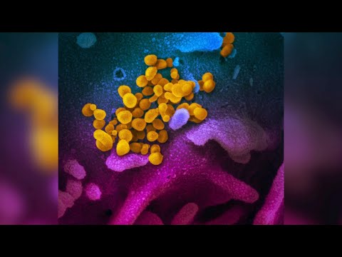 Learn about vaccine progress from the WHO Learn about vaccine progress from the WHO