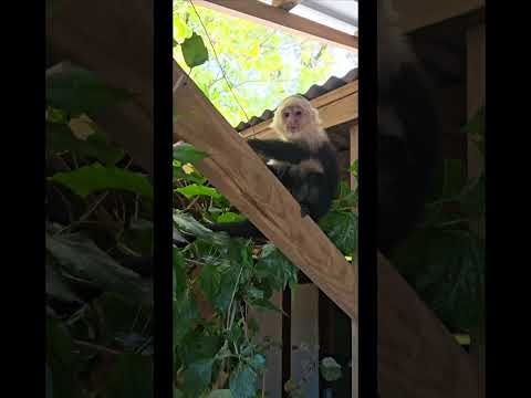 #Mjtoursandattractions #travel #cruise #vuralvideo #roatan