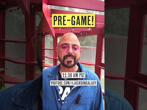 Cat Camp Is TODAY! Join me LIVE for a Pre-Game at 11:30am PT! #cats #catlovers