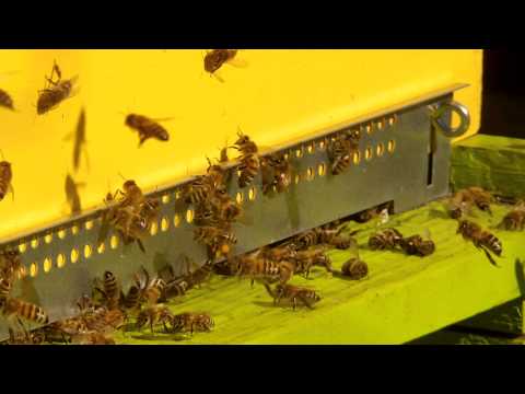 comment nettoyer ruche