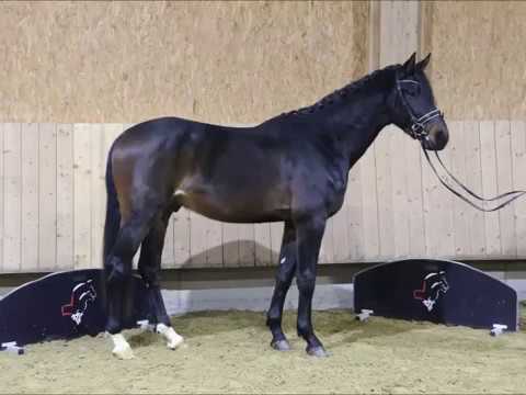 Barolo von Worrenberg, OL, geb. 2015, Bordeaux x Zhivago, Hengst, 172 cm