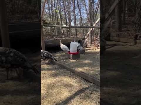 Spring in Georgia: Turkeys Gobble (Week 4 Ag Moments)