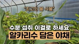 #알카리수 담은 야채 최고의 물 식물 #에너지농법 #탄소농업 #유기농업 #환경농업 #자연농업