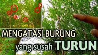 Download lagu CARA memikat/memulut burung yang susah turun mp3 Download lagu CARA memikat/memulut burung yang susah turun mp3