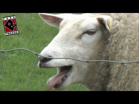 Pure Pwnage episode 11 - "i heart u in rl" [original web series]