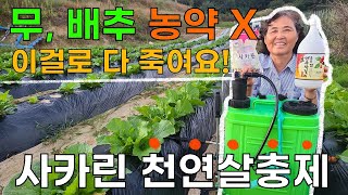 김장 무 배추 천연살충제 만들기 이걸로 다 죽여요 배추 다수확 텃밭농사 - cabbage biopestici…