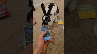 Chase will rule the world one card at a time #pokemon #bunny #rabbit