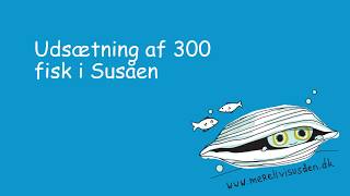 Udsætning af 300 elritse i Susåen