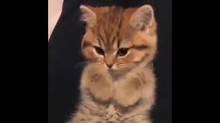 招き猫 ️     猫好きさんと繋がりたい 猫のいるくらし 猫 #shorts