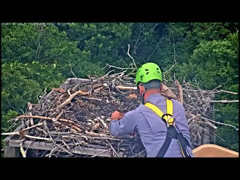 Pete McLain Osprey Cam 6 27 18 Banding Day