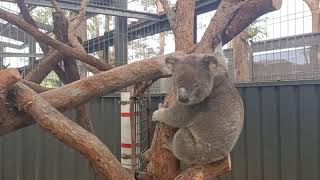 Guyra Allen is Moving Next Door