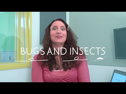 Weekly Italian Words with Ilaria - Bugs and Insects