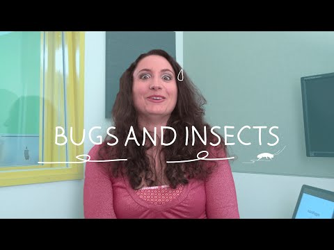YouTube video about: Which italian insects fall in love?