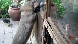 Wombat attacks man