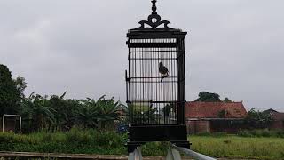 Download lagu 50 Menit Masteran Burung Prenjak Kepala Merah #Prenjakgacoromgilang mp3 Download lagu 50 Menit Masteran Burung Prenjak Kepala Merah #Prenjakgacoromgilang mp3