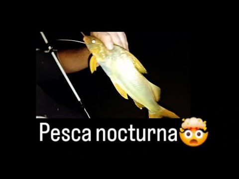 Pesca nocturna en goya corrientes🤯