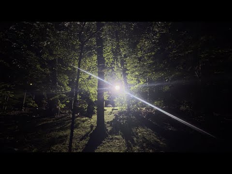 Flawed Mangoes - The Beginning (Live Visualizer)