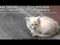«Бездомные Кошки» под музыку Колыма Котенок Артемка Picrolla 