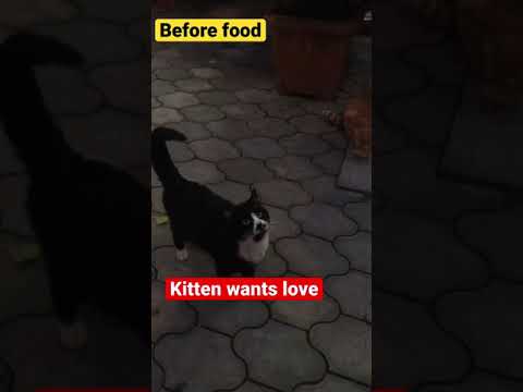 Cat stops eating food to get love and petted first.  #shorts #kitten