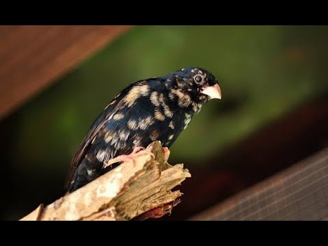 Village Indigobird - Adult male coming into breeding plumage (Combassou Finch)