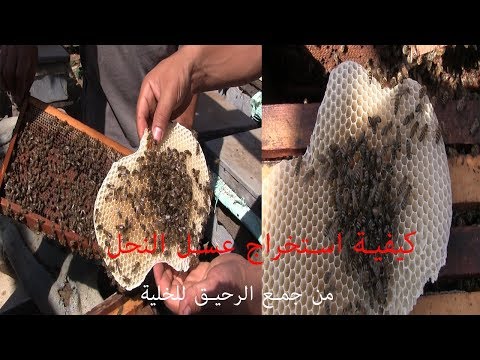 دوت مصر شاهد.. كيفية استخراج عسل النحل من جمع الرحيق للخلية