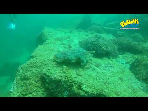 Nurkowanie Emiraty Arabskie 2018 (Akademia Plusk)