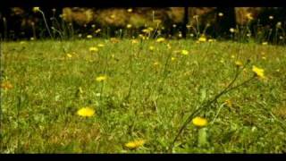 Texico Bitches - Broken Social Scene (unofficial)