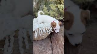 Video preview image #1 Dachshund Puppy For Sale in Corona, CA, USA