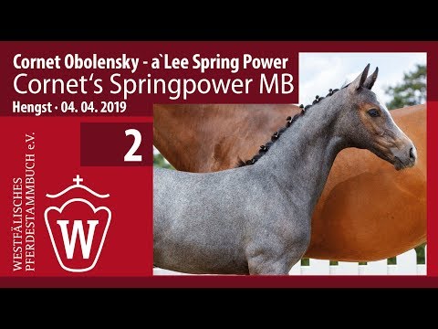 02 Cornet‘s Springpower MB Hengst v. Cornet Obolensky - a‘ Lee Spring Power