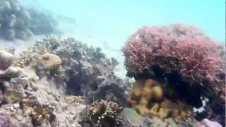 preview picture of video 'CamSur, Philippines | Diving Caramoan Islands - Snorkling and Diving Caramoan Islands'