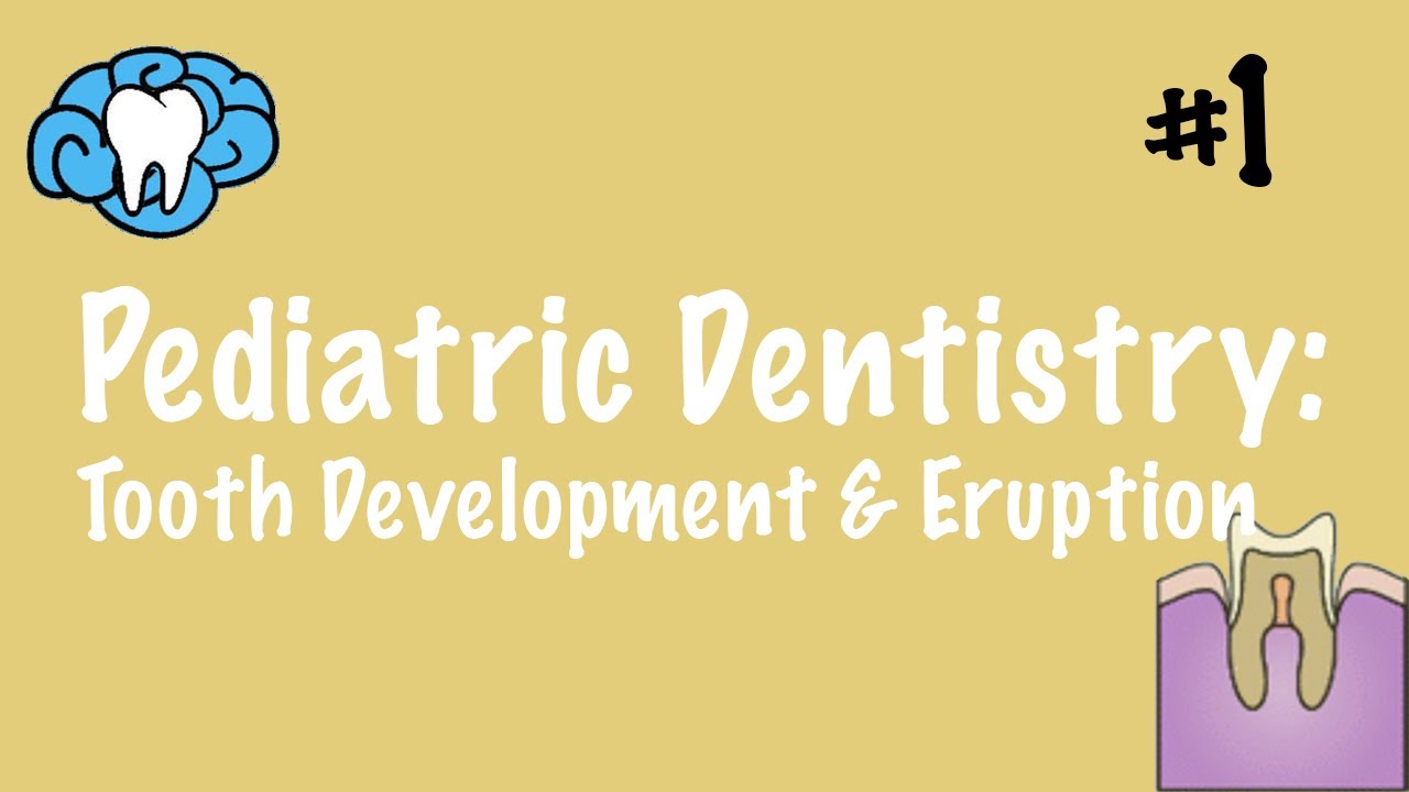Pediatric Dentistry | Tooth Development and Eruption | INBDE, ADAT