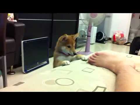 咕溜拍桌抗議(原發表者:ami85120)(影片)