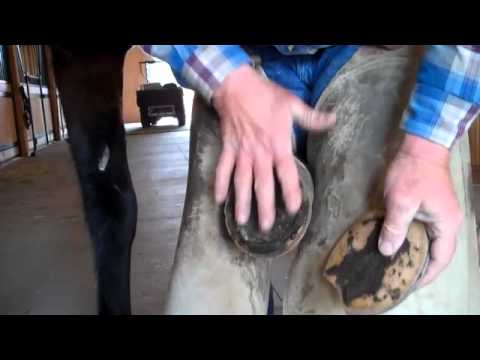 Walt the Horseshoer, part 2