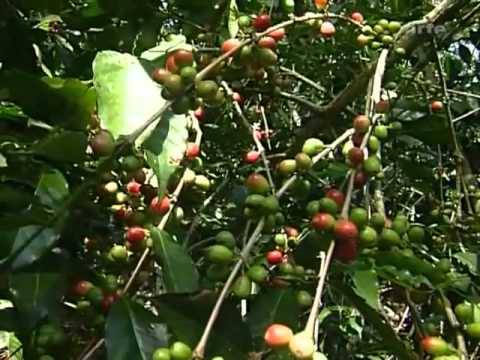 Der Cappuccino-Pfad 3/3 (Kaffee-Handel)