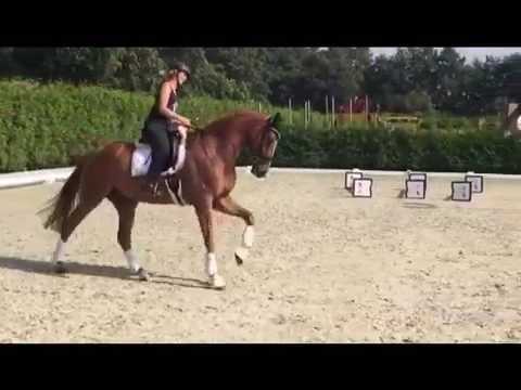 Wallach *2012 Don Juan de Hus x Belissimo