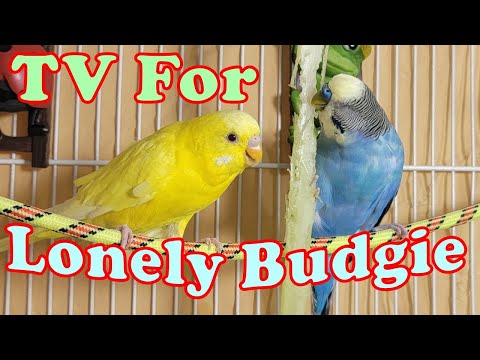 10 Hr Happy Singing & Eating Parakeet Budgies Birds, Reduce Stress of Lonely Quiet Birds