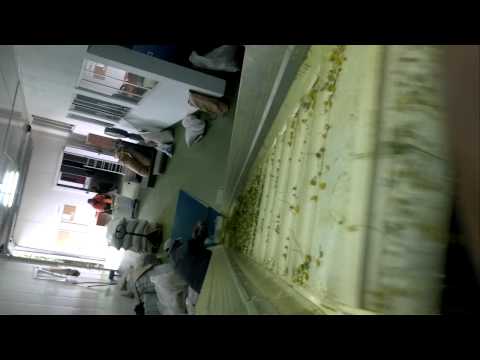 Processing of chamomile   Perpunimi i luleve te Kamomiles