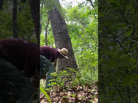 Cutting stave trees Aaron Wells Grade white oak