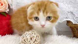 スコティッシュフォールドの動画01