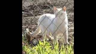 How do i get there-Deana Carter