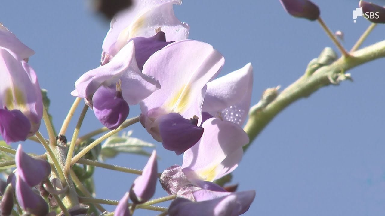 全国的にも珍しいフジの開花宣言 2025年より8日早く例年よりやや早い 市が独自に基準設定＝静岡・藤枝市